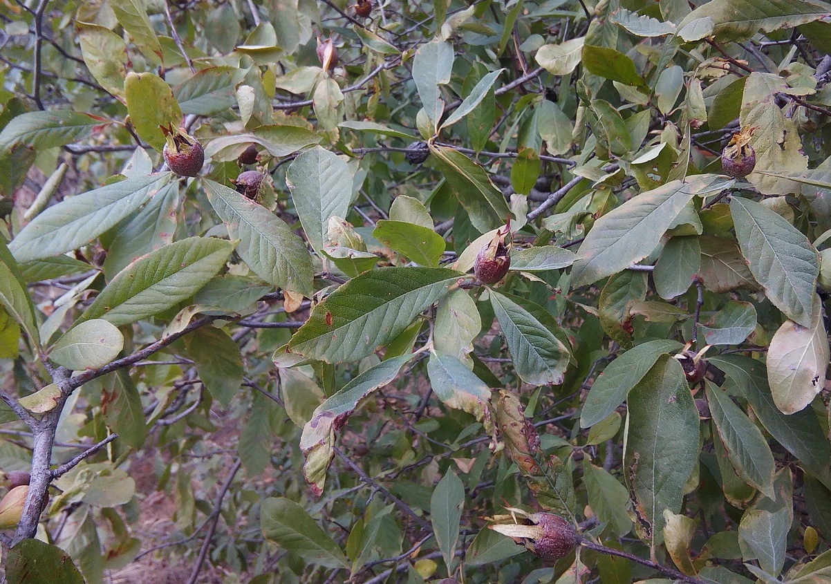 Изображение особи Mespilus germanica.
