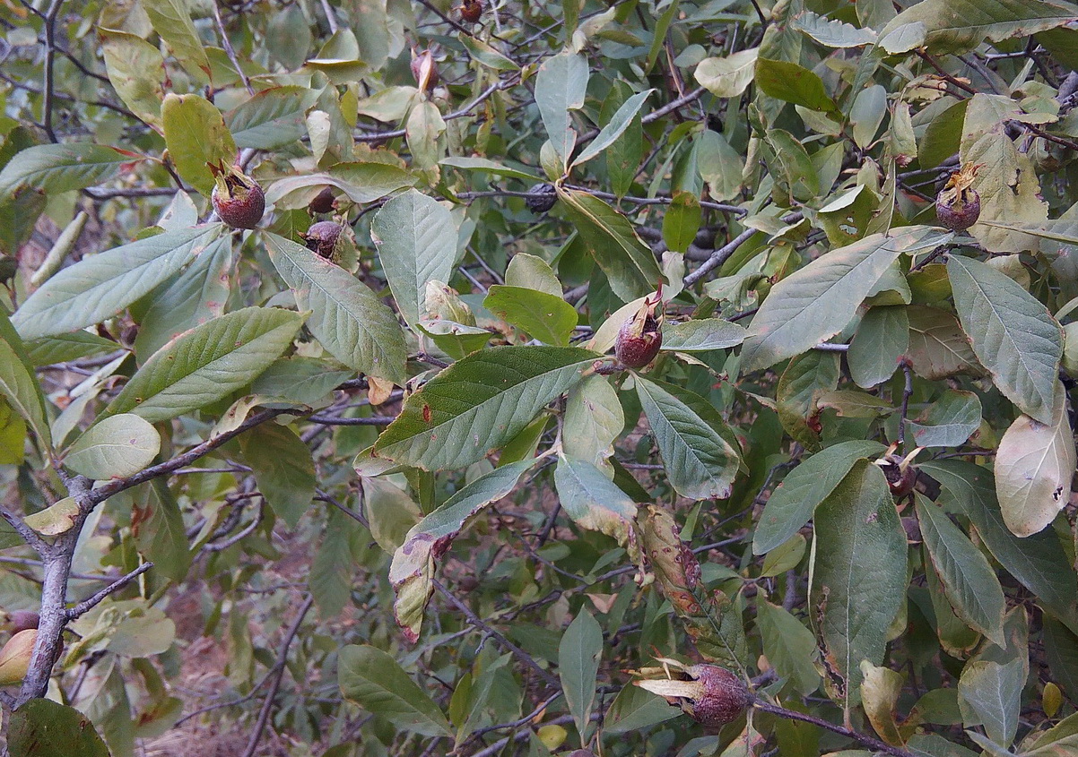 Image of Mespilus germanica specimen.