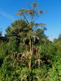 Heracleum sosnowskyi. Плодоносящее растение. Ярославская обл., Переславский р-н, с. Новое. 15.08.2015.