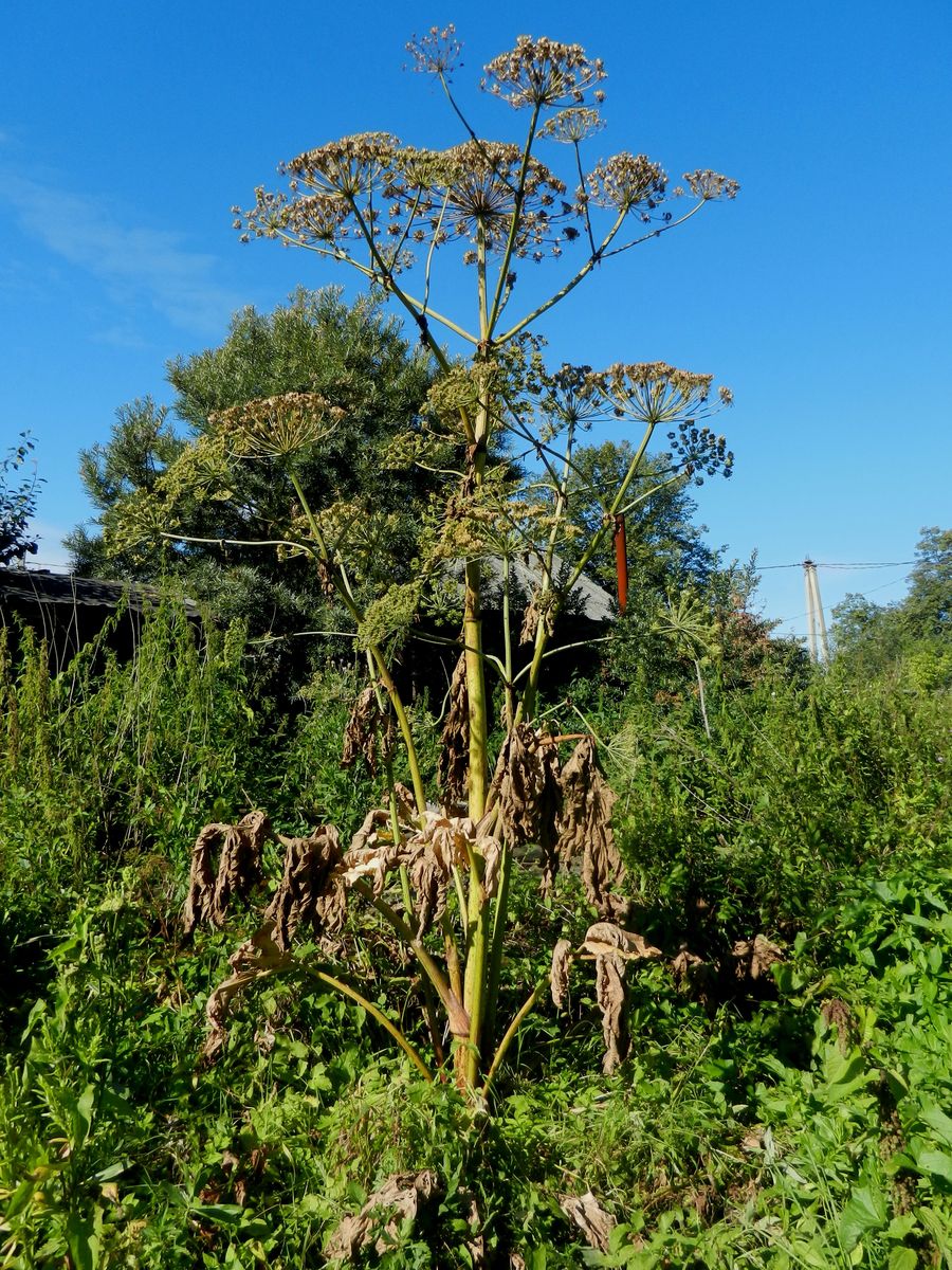Image of Heracleum sosnowskyi specimen.