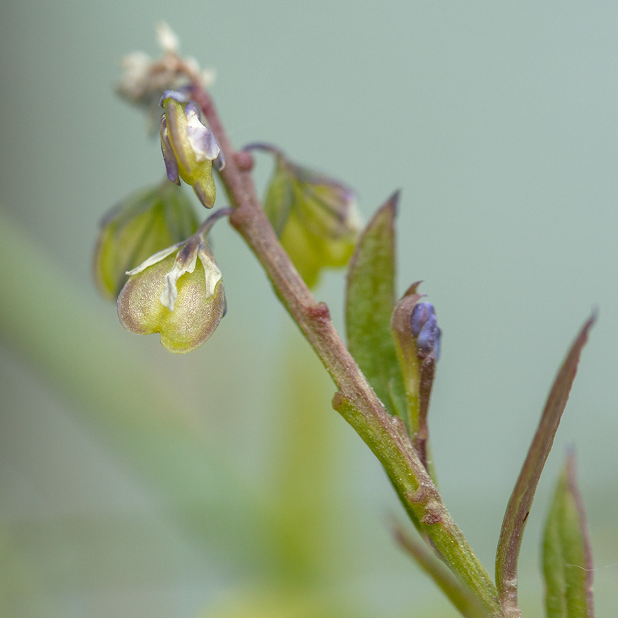 Image of Polygala amarella specimen.