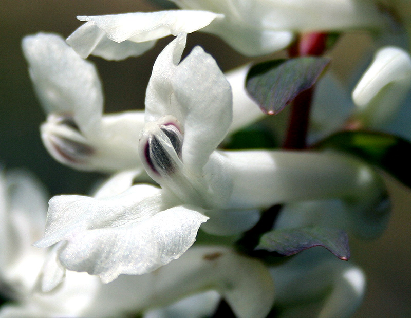 Image of Corydalis cava specimen.