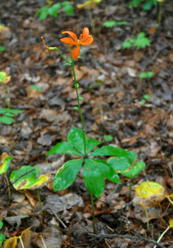 Изображение особи Lilium distichum.