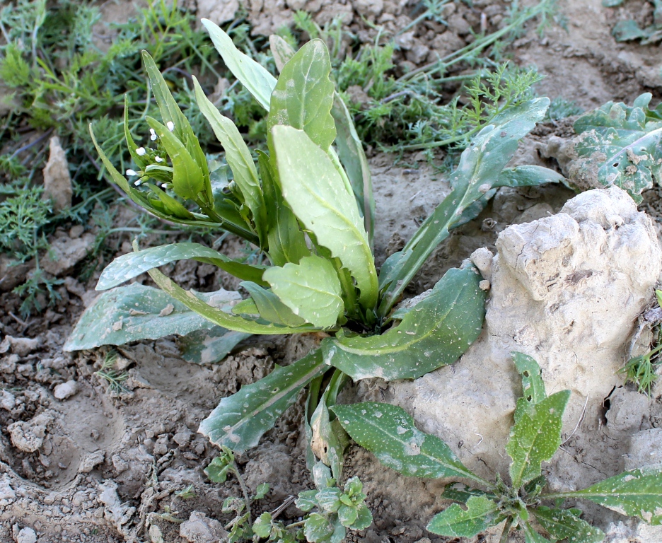 Image of Thlaspi arvense specimen.