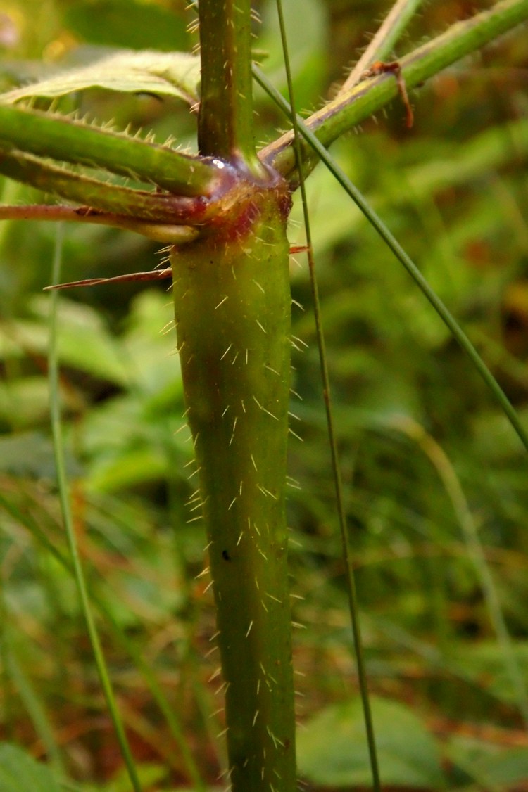 Изображение особи Galeopsis tetrahit.