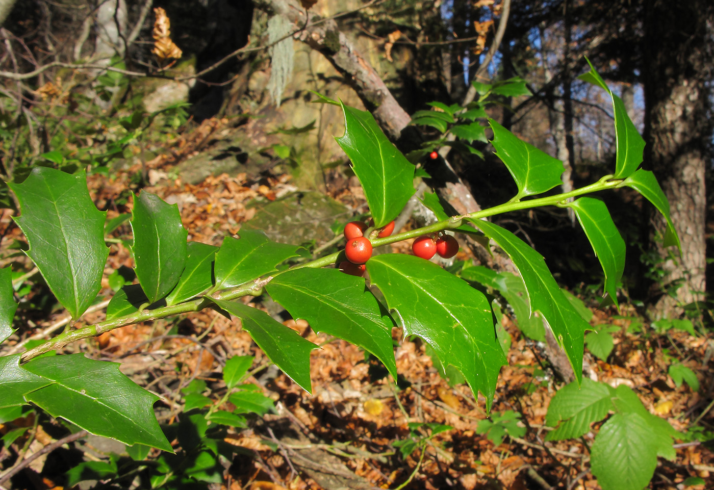 Image of Ilex colchica specimen.