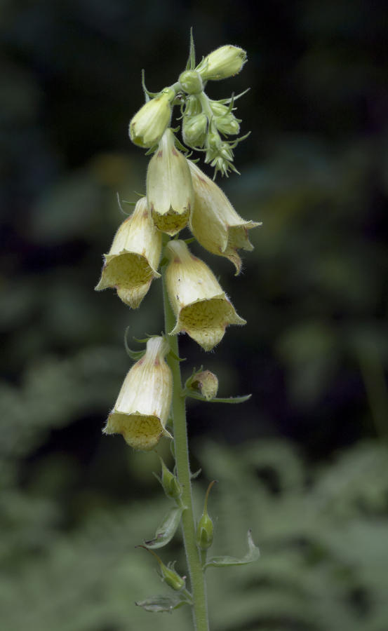 Image of Digitalis grandiflora specimen.