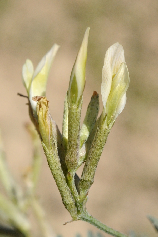 Изображение особи Astragalus macrotropis.