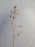 genus Poa