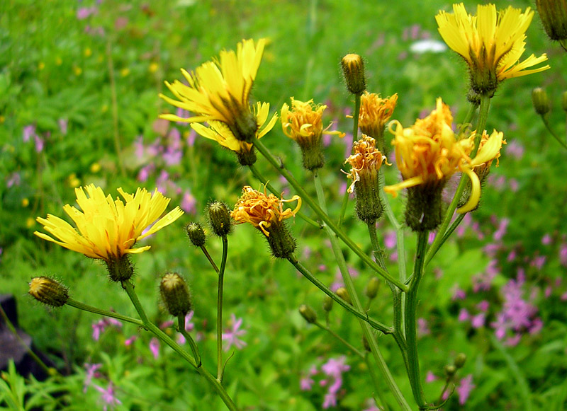 Изображение особи Crepis paludosa.