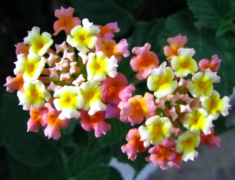 Image of Lantana camara specimen.