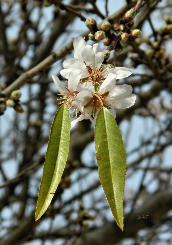 Изображение особи Amygdalus communis.