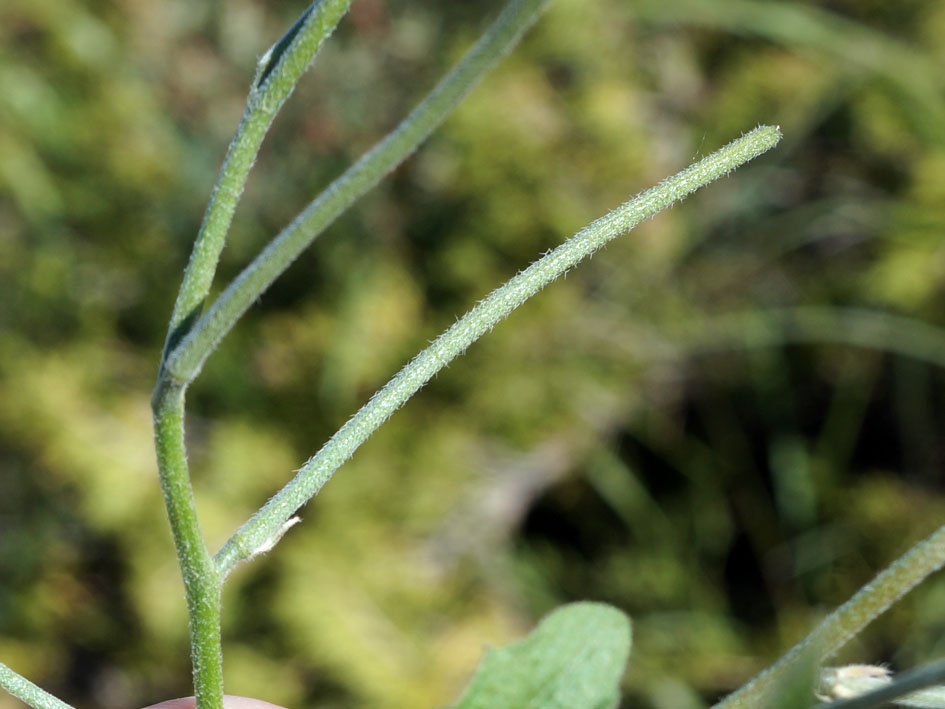 Изображение особи Strigosella africana.