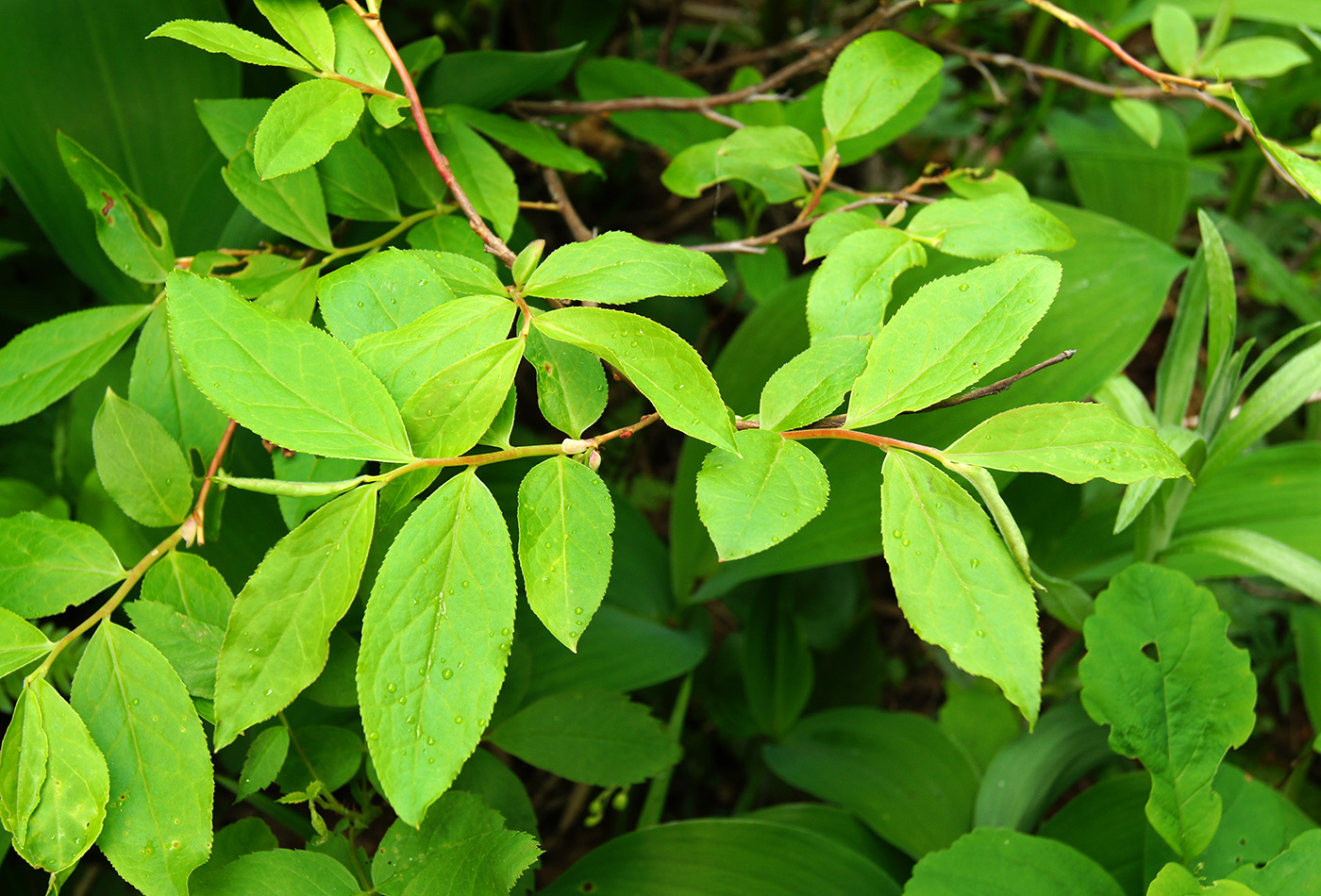 Image of Vaccinium smallii specimen.