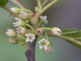 Frangula alnus