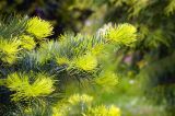 Abies concolor