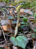 Calypso bulbosa. Развивающийся цветоносный побег. Свердловская обл., окр. г. Североуральск, таёжный лес. 19.05.2007.