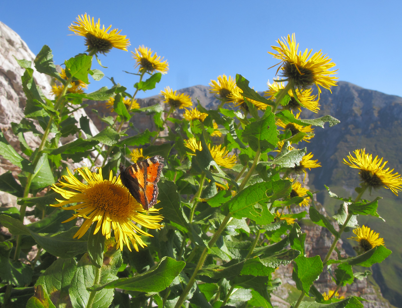 Изображение особи Inula grandiflora.