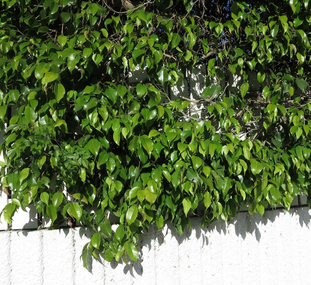 Image of Ficus benjamina specimen.