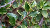 Rhamnus alaternus