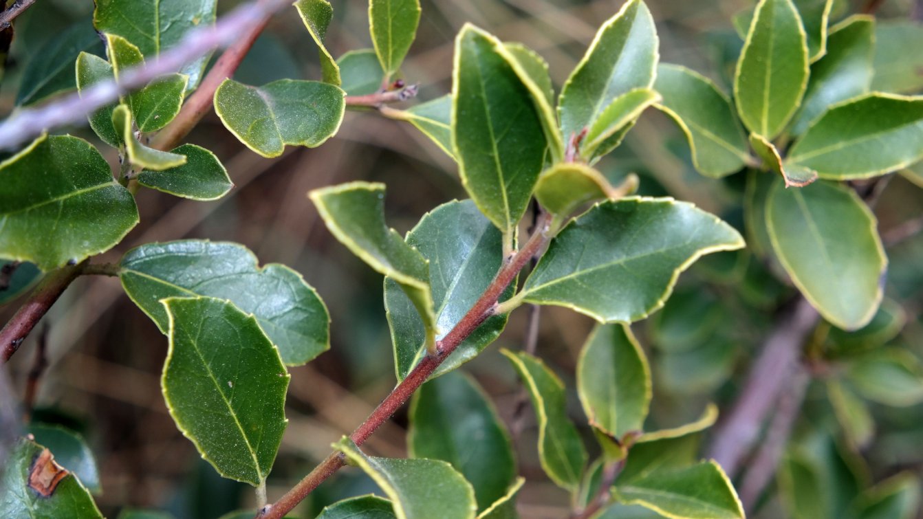 Image of Rhamnus alaternus specimen.