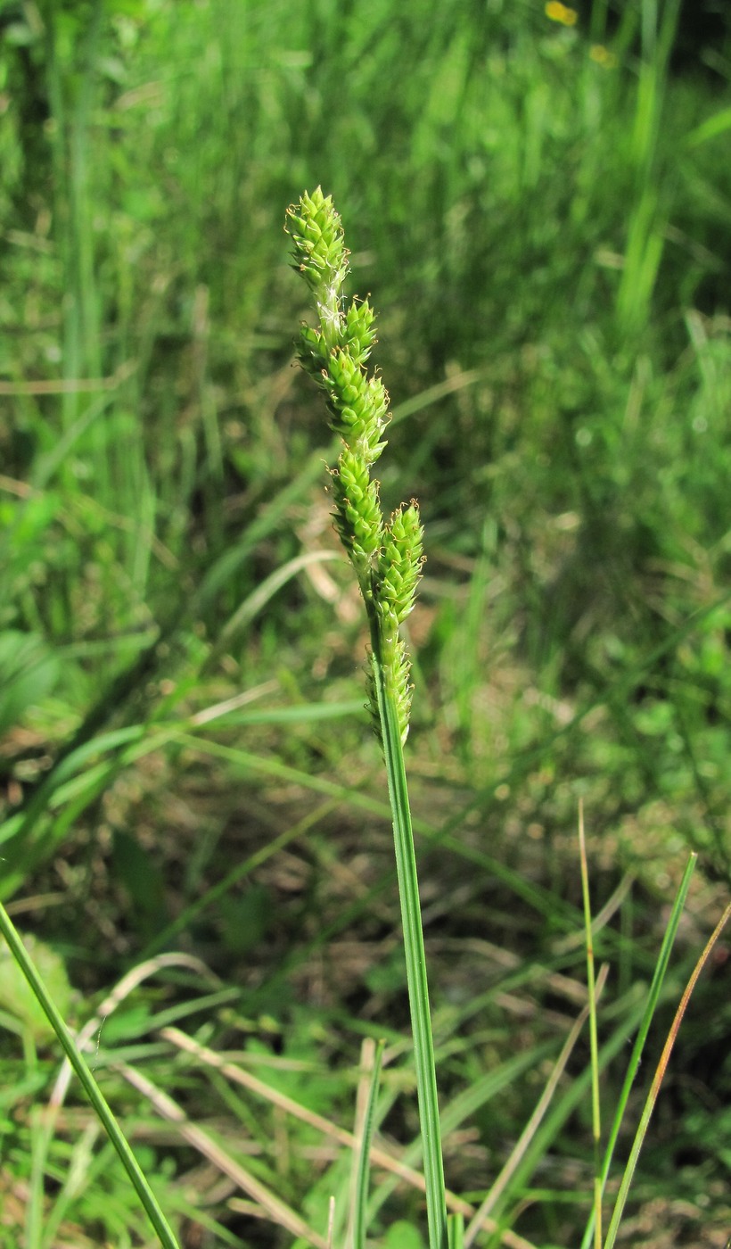 Изображение особи Carex canescens.