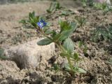 Veronica campylopoda