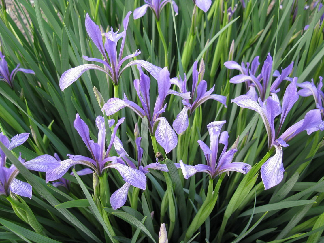 Image of Iris lactea specimen.