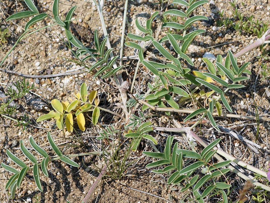 Image of Hedysarum gmelinii specimen.