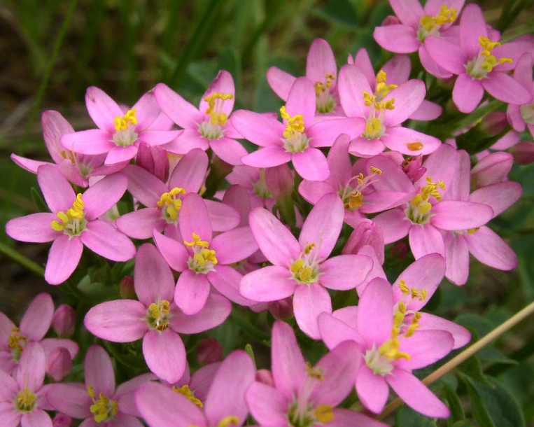 Изображение особи Centaurium erythraea.