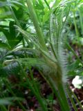 Pulsatilla uralensis. Часть побега. Свердловская обл., Североуральский городской округ, окр. пос. Сосьва, р-н бывшей дер. Воскресенка, сосновый лес, обочина дороги. 13.06.2015.