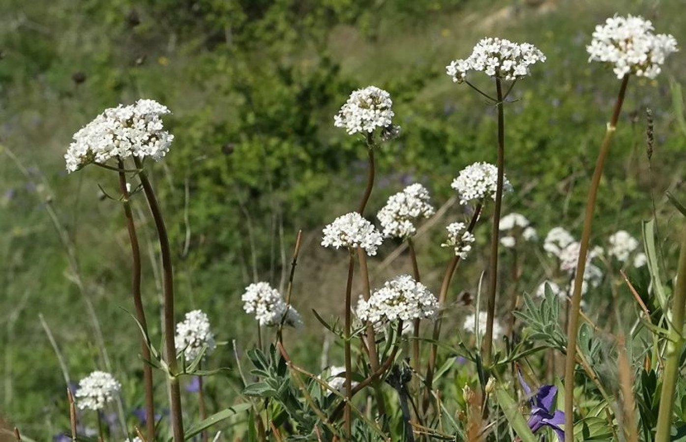 Изображение особи Valeriana tuberosa.