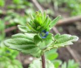 Veronica arvensis. Верхушка побега с цветком. Краснодарский край, Абинский р-н, окр. пос. Ахтырский, край поля. 28.03.2016.