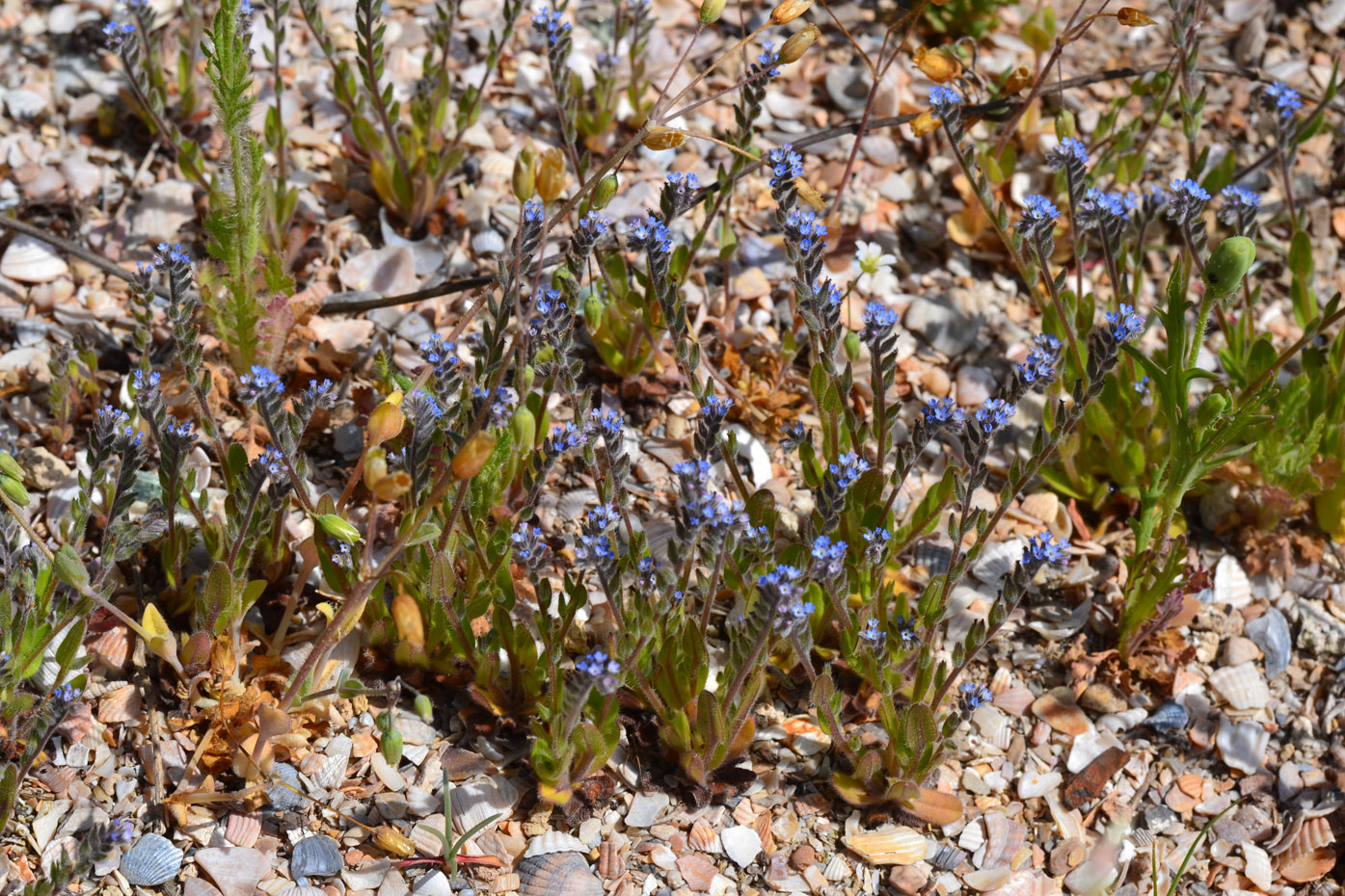 Изображение особи Myosotis micrantha.