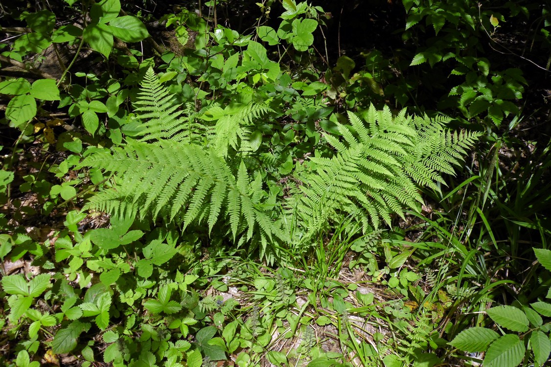 Image of Athyrium filix-femina specimen.