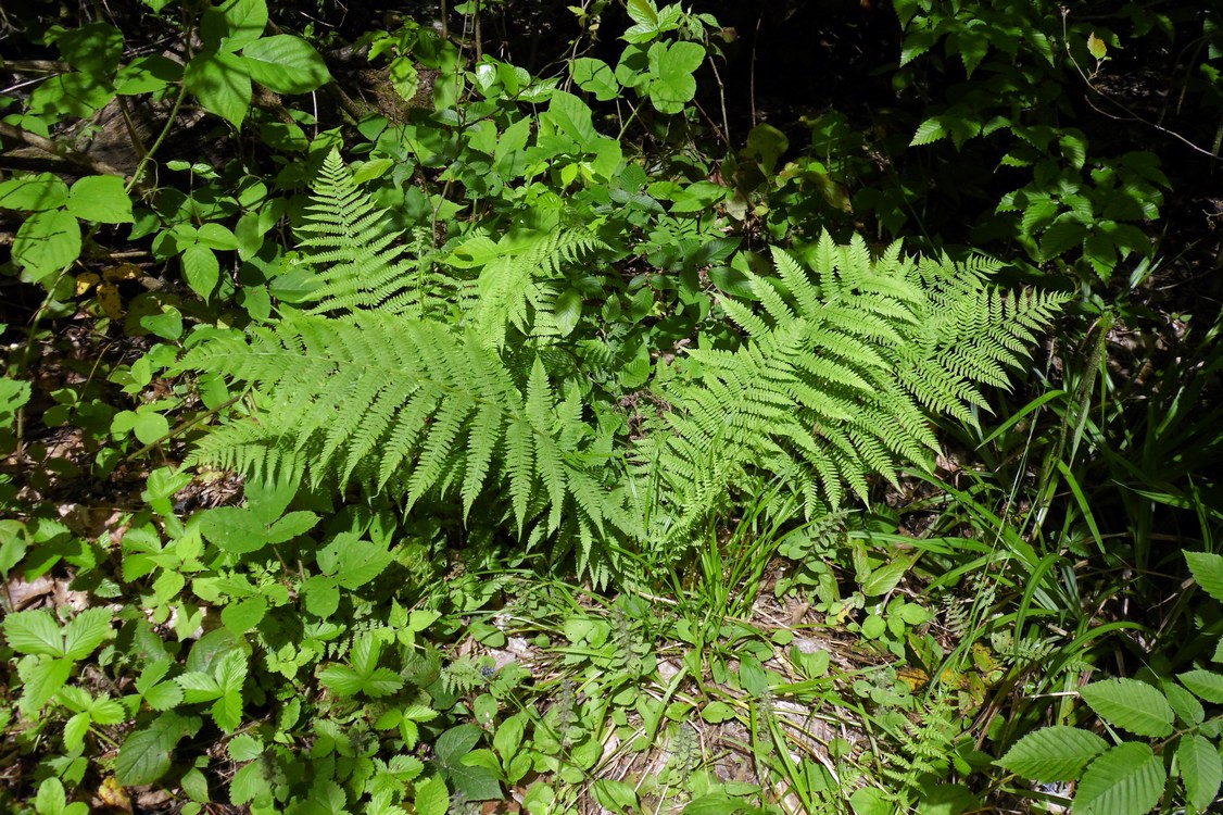 Изображение особи Athyrium filix-femina.