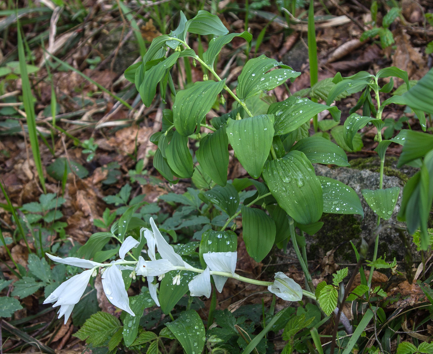 Изображение особи род Polygonatum.