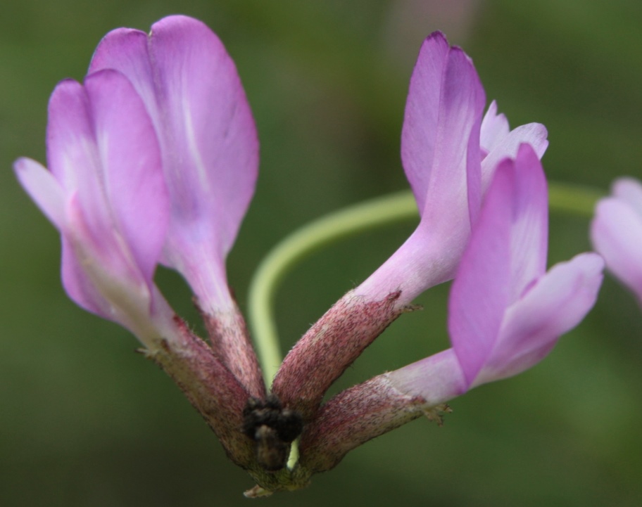 Изображение особи Astragalus temirensis.