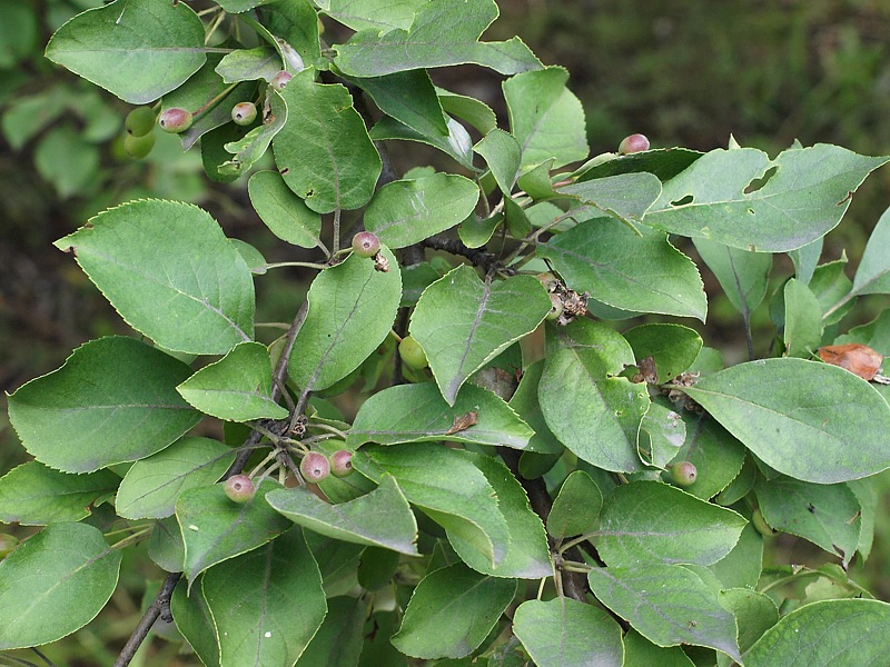 Изображение особи Malus mandshurica.