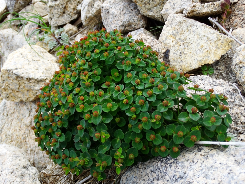 Изображение особи Euphorbia lucorum.