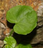 Megadenia speluncarum. Лист. Приморский край, Партизанский р-н, хр. Лозовый, под сводом пещеры в известняках. 02.06.2016.