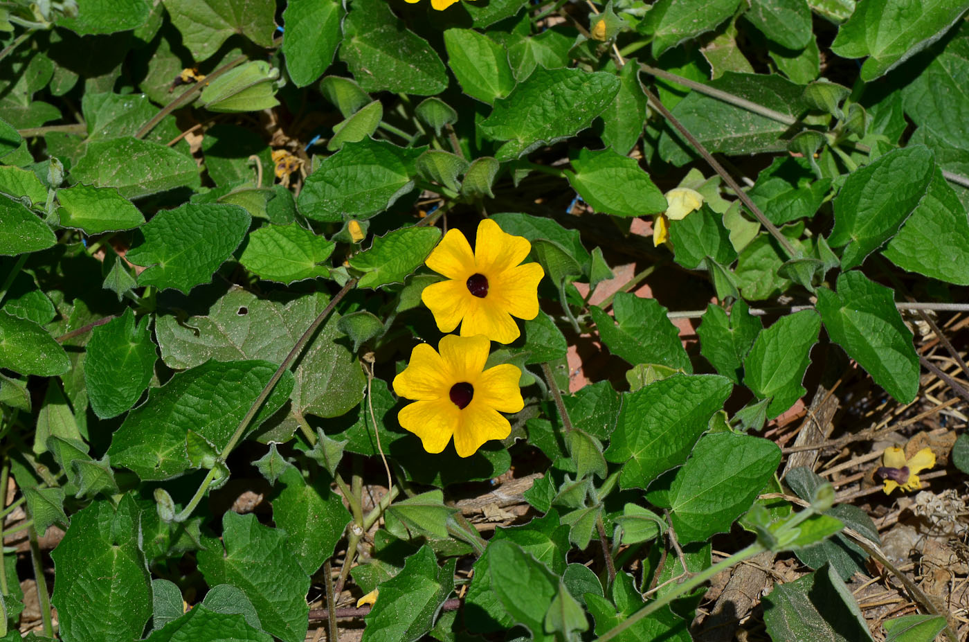 Image of Thunbergia alata specimen.