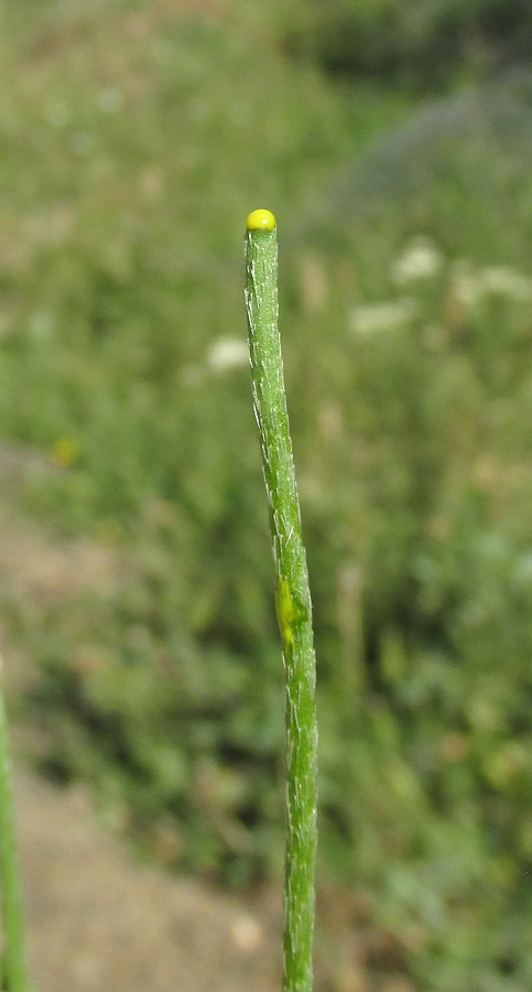 Image of Papaver albiflorum specimen.