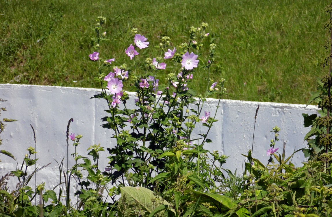 Image of Malva thuringiaca specimen.