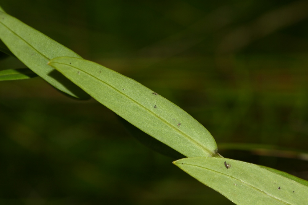 Image of Stellaria discolor specimen.