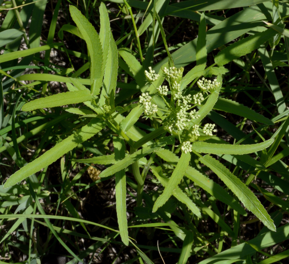 Изображение особи Sium latifolium.