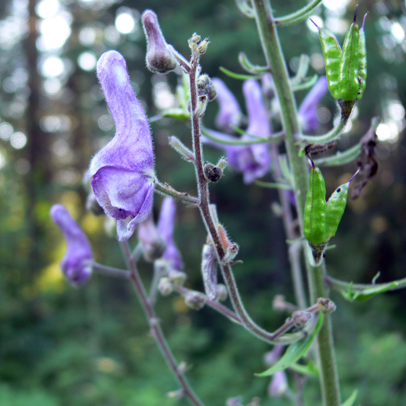 Image of Aconitum septentrionale specimen.