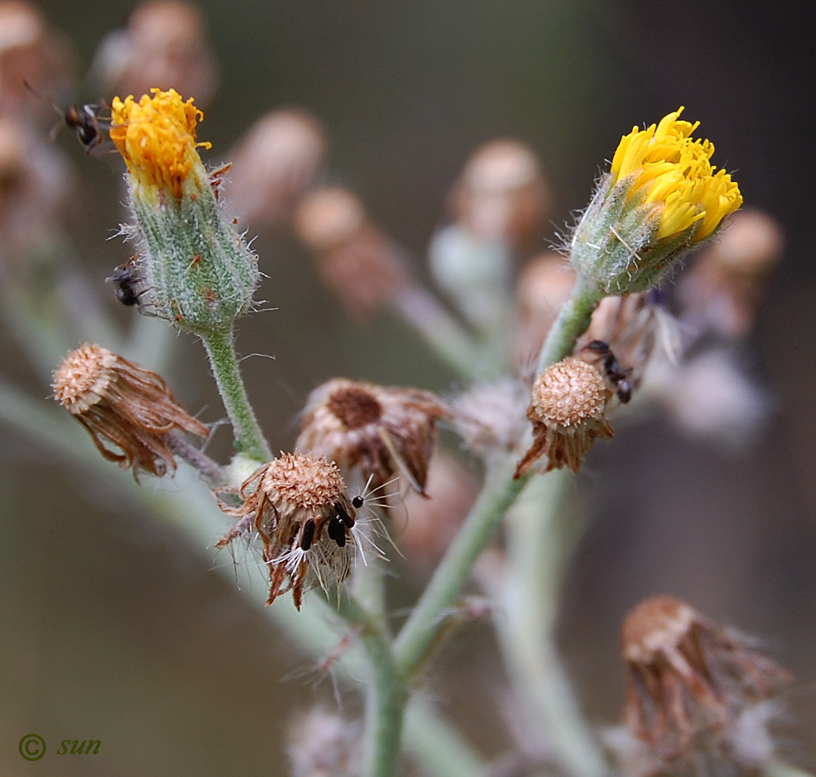 Image of Pilosella echioides specimen.