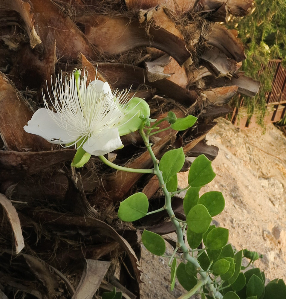 Image of Capparis cartilaginea specimen.