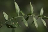 Ruscus aculeatus